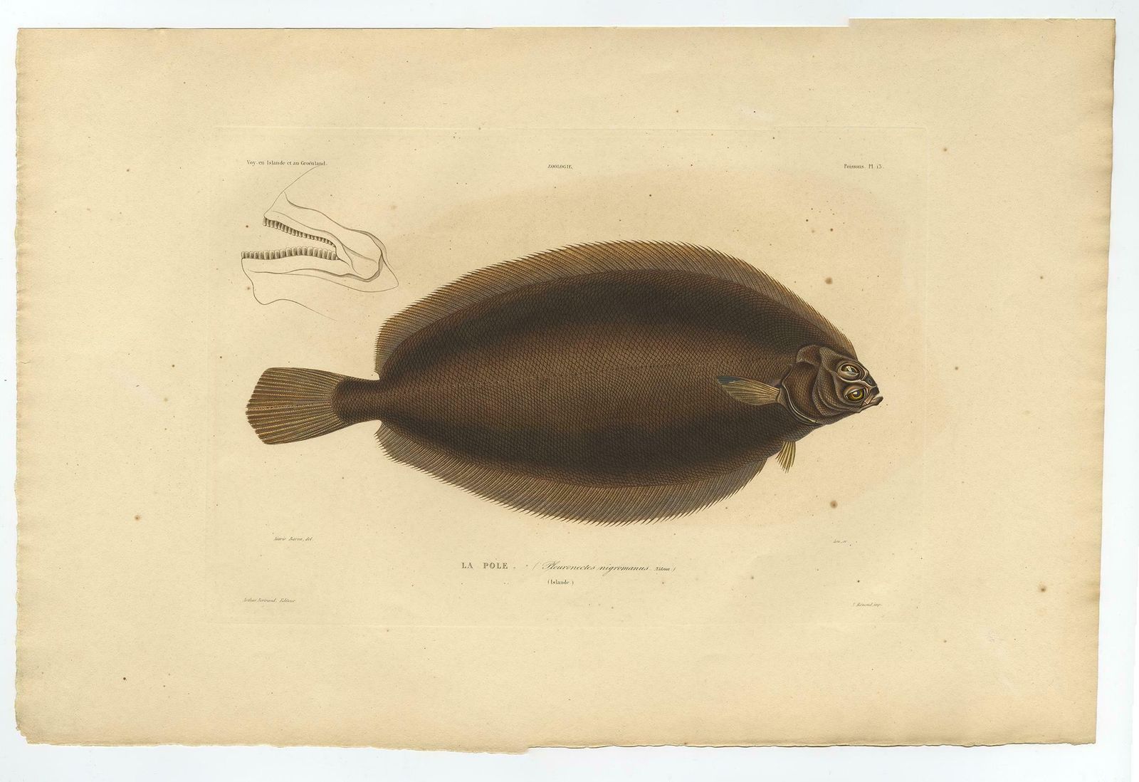 Old Rare Fish Print Of The Witch Flounder Or Torbay Sole, 1842 photo furniture