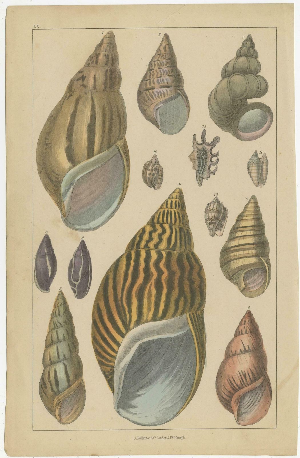 Oude handgekleurde prent met diverse zeeschelpen, ca. 1852 photo furniture
