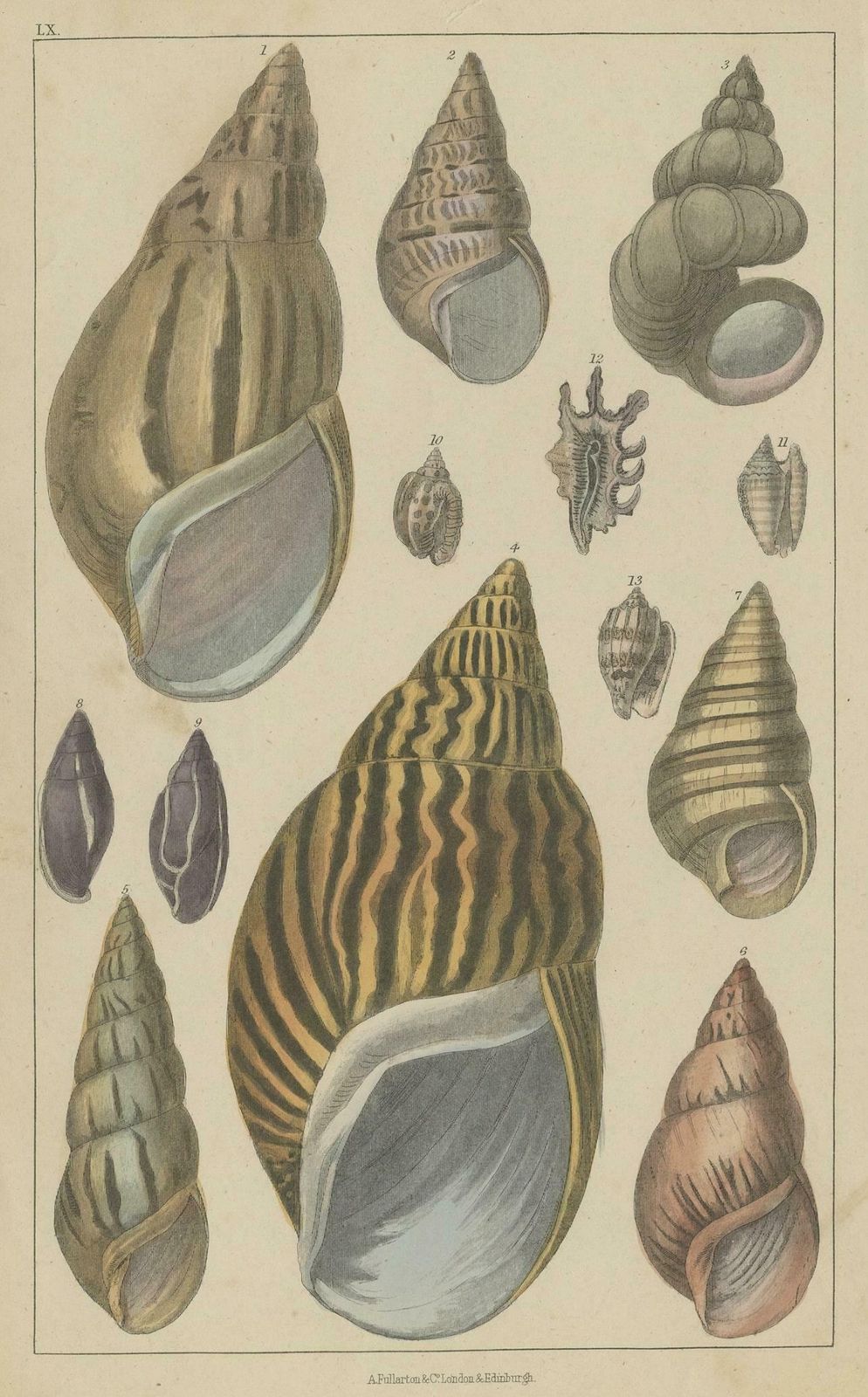 Oude handgekleurde prent met diverse zeeschelpen, ca. 1852 photo for sale