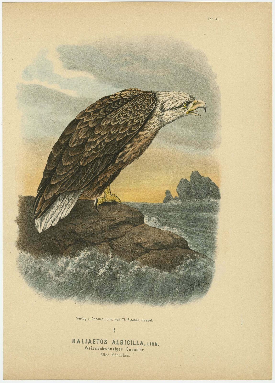 Bird Print Of The White Tailed Or Grey Or Eurasian Sea Eagle, 1894 photo furniture