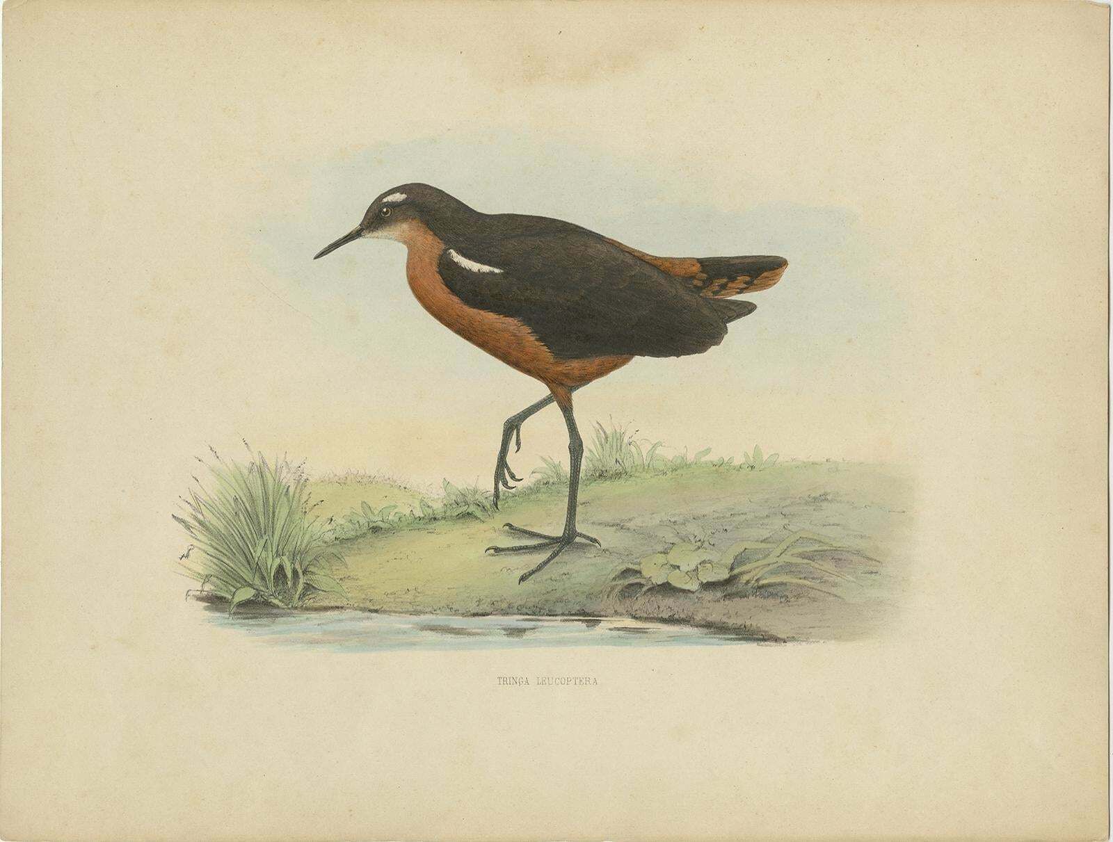 Old Bird Print Of The Tahiti Sandpiper Or Tahitian Sandpiper, 1854 photo furniture