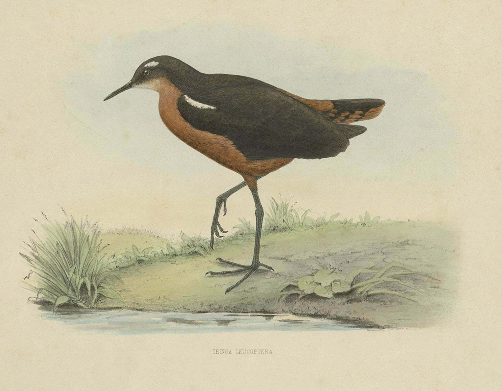 Old Bird Print Of The Tahiti Sandpiper Or Tahitian Sandpiper, 1854 photo for sale