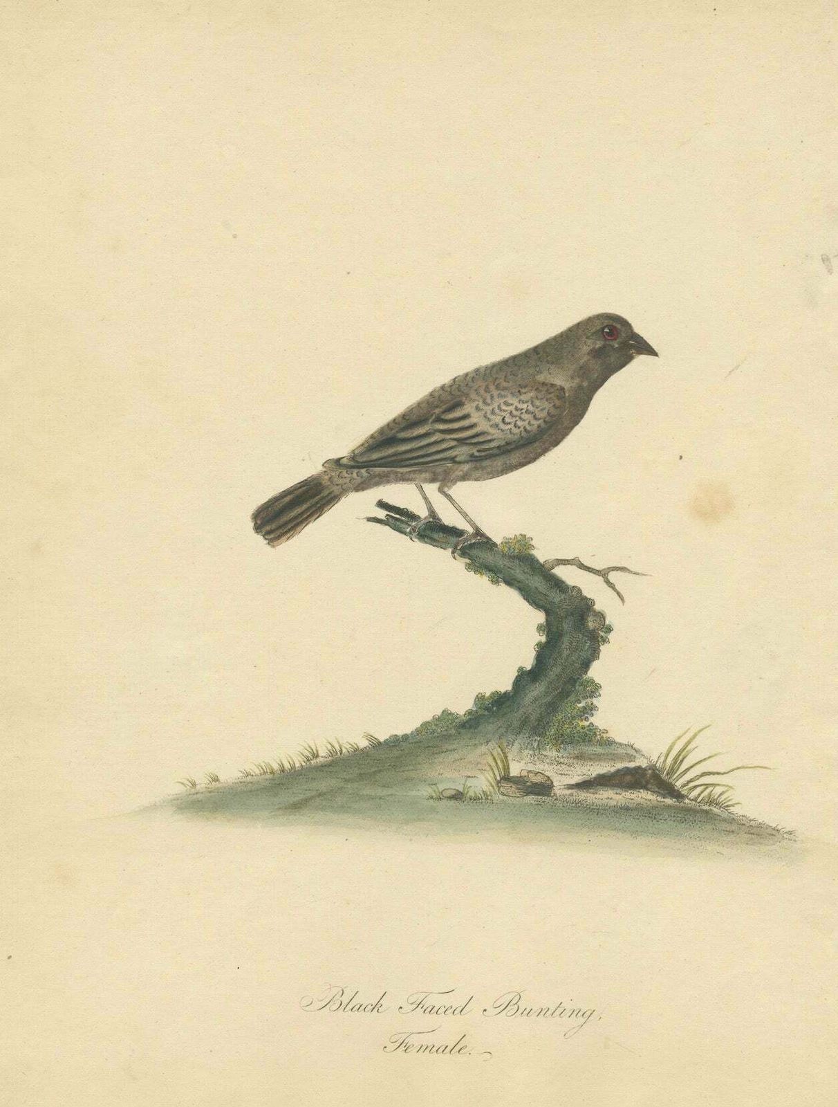 Old Original Engraving Of The Female The Black Faced Bunting, 1794