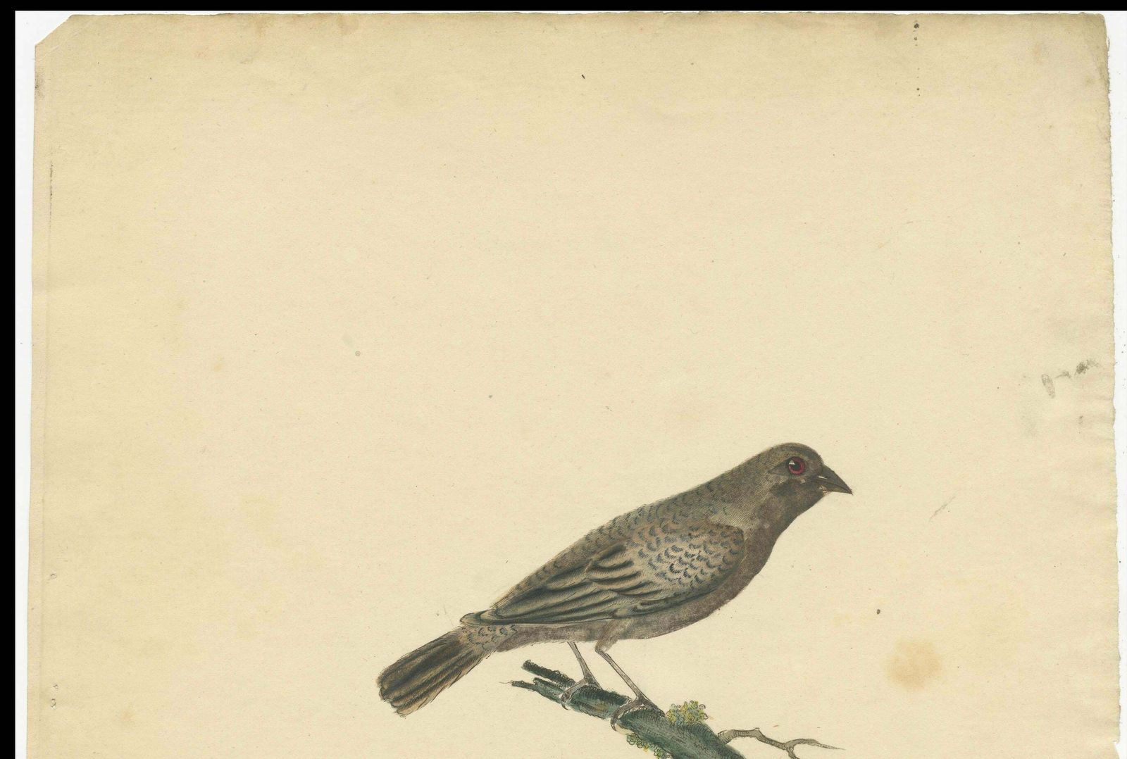 Old Original Engraving Of The Female The Black Faced Bunting, 1794 photo for sale