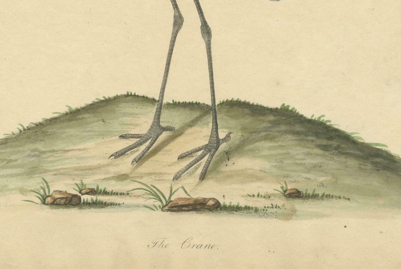 Original Antique Hand Colored Copperplate Engraving Of A Crane, 1794 photo Art