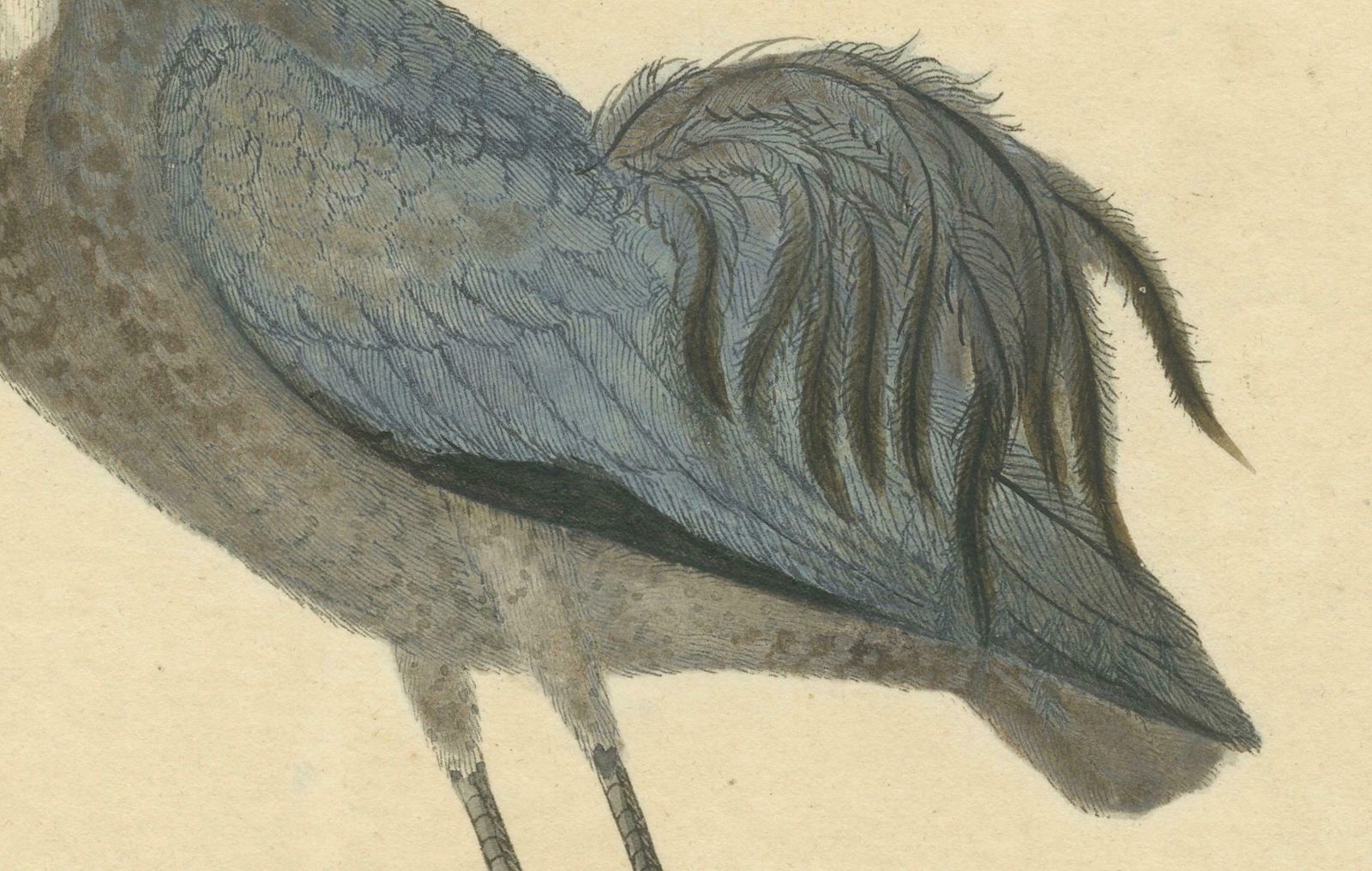 Original Antique Hand Colored Copperplate Engraving Of A Crane, 1794 photo 590.0
