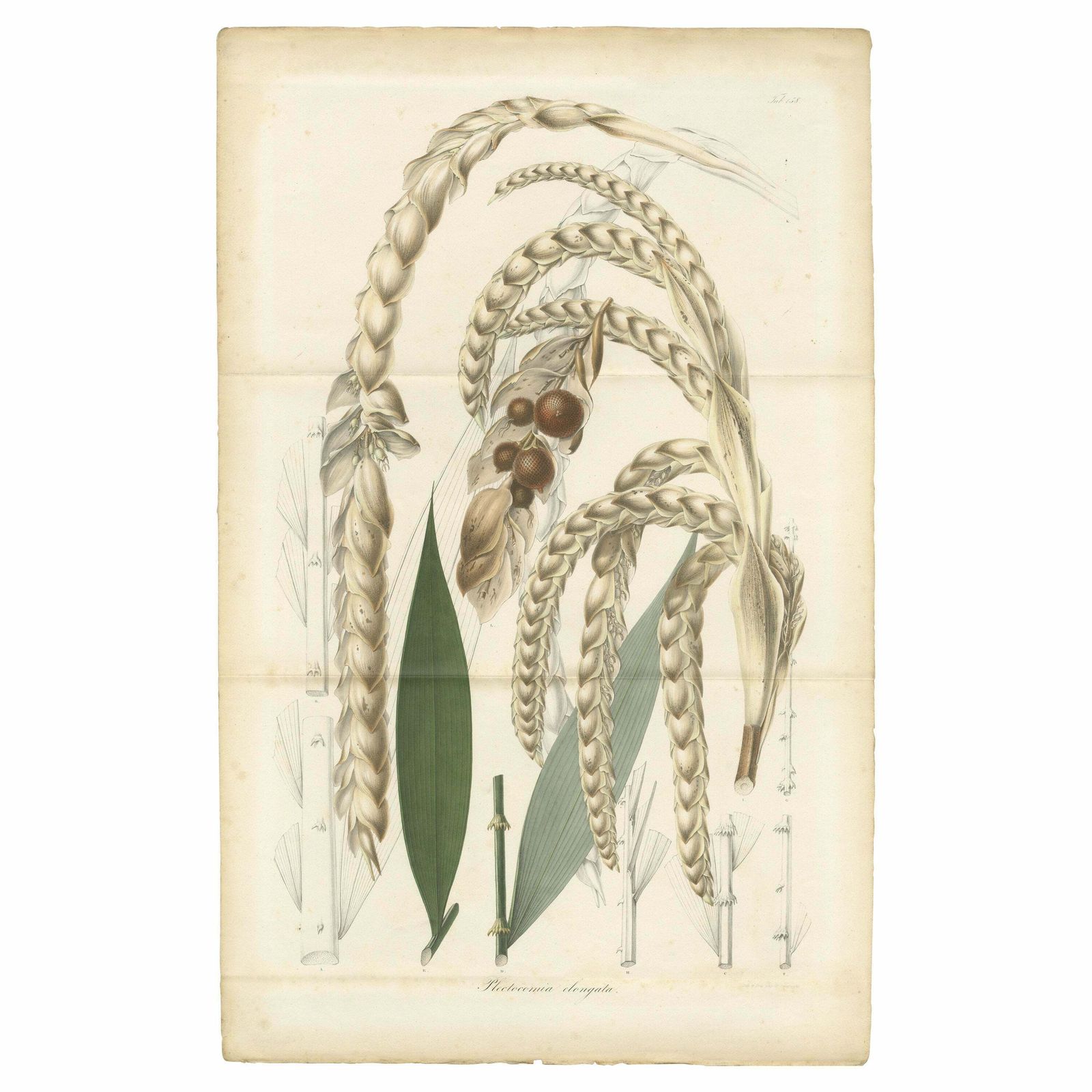 Large Original Antique Botanical Illustration Of The Plectocomia Elongata, C1860