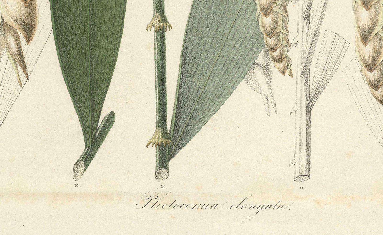 Large Original Antique Botanical Illustration Of The Plectocomia Elongata, C1860 photo for sale