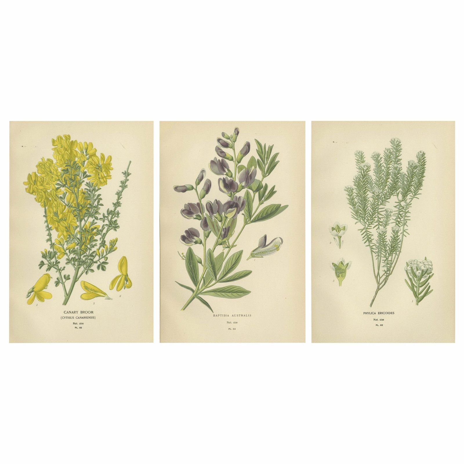 Blossoms Of Elegance: A Triptych Of 1896 Botanical Art