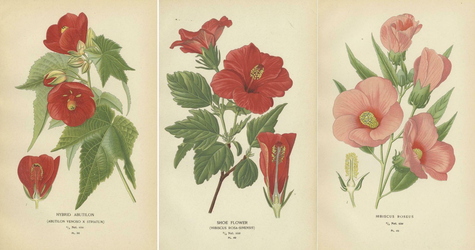 Floral Masterpieces: A Collection Of 19th Century Horticultural Art, 1896 photo 372.0