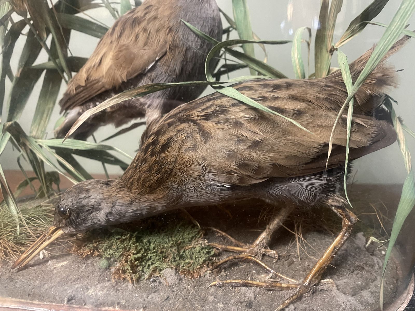 Victorian Taxidermy , Pair Of Water Rails In Original Glass Dome photo 495.0