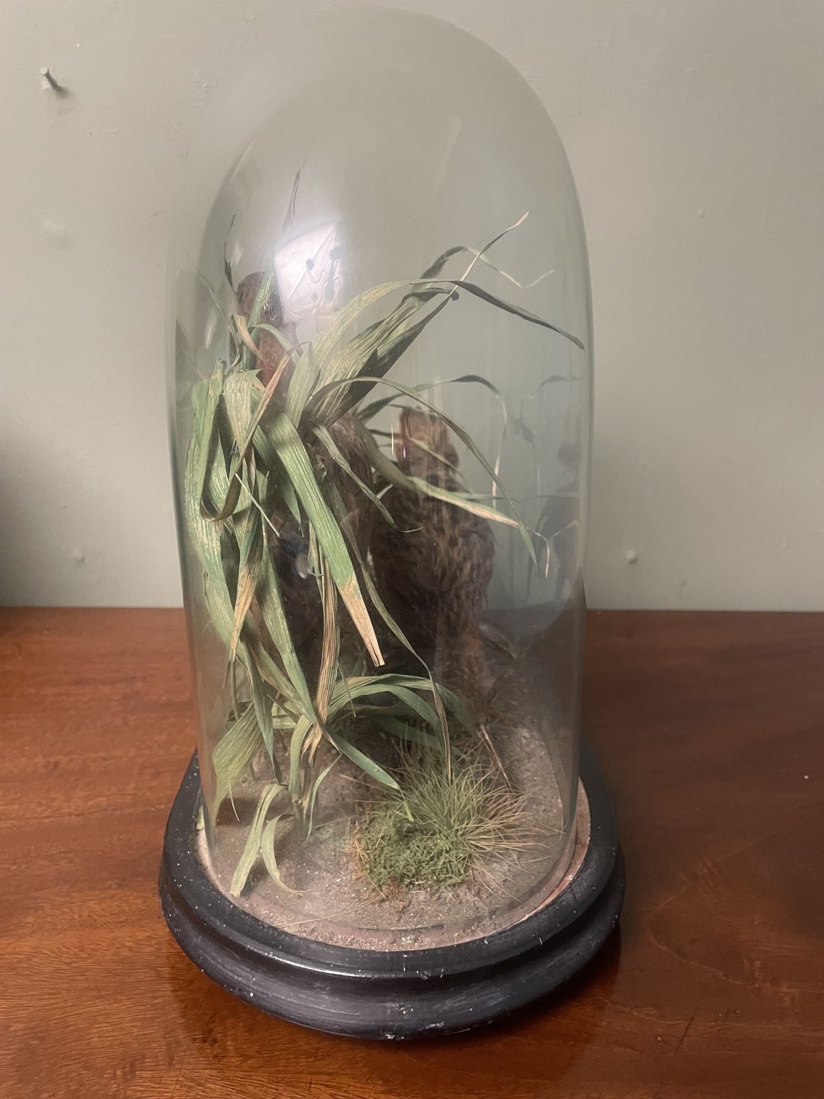 Victorian Taxidermy , Pair Of Water Rails In Original Glass Dome photo buy