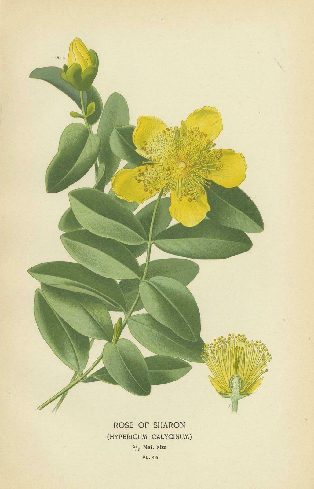 Botanical Elegance: A Triptych Of 19th Century Floral Art, 1896 photo Art