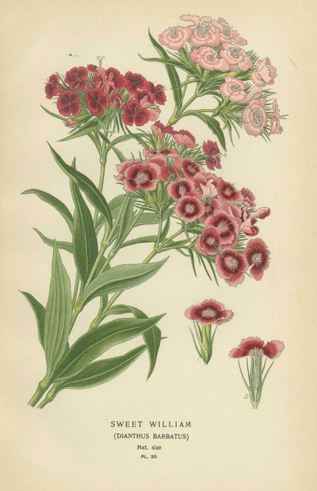 Victorian Vivids: A Floral Collection From Edward Step's Masterworks, 1896 photo furniture