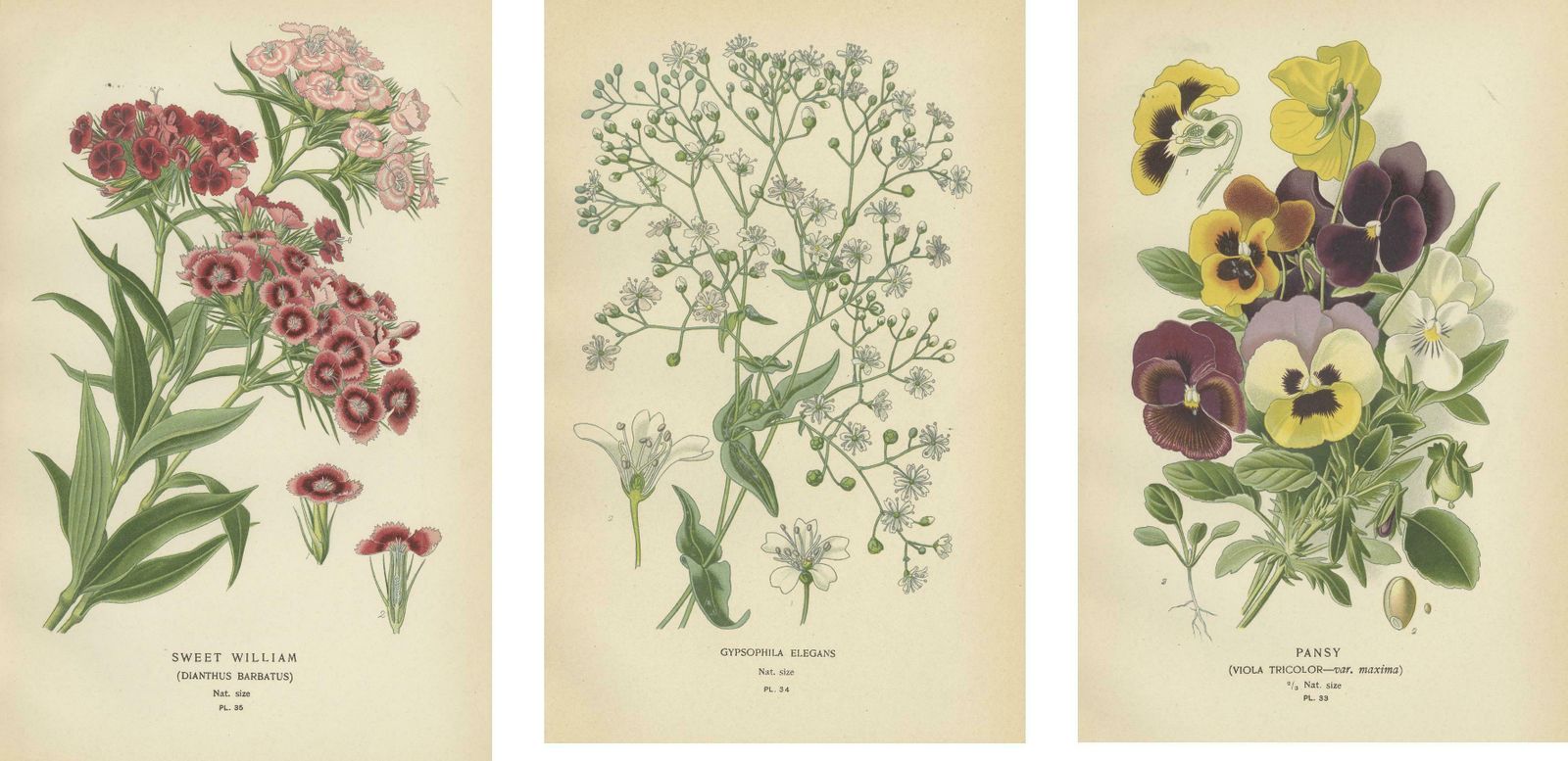Victorian Vivids: A Floral Collection From Edward Step's Masterworks, 1896 photo 372.0