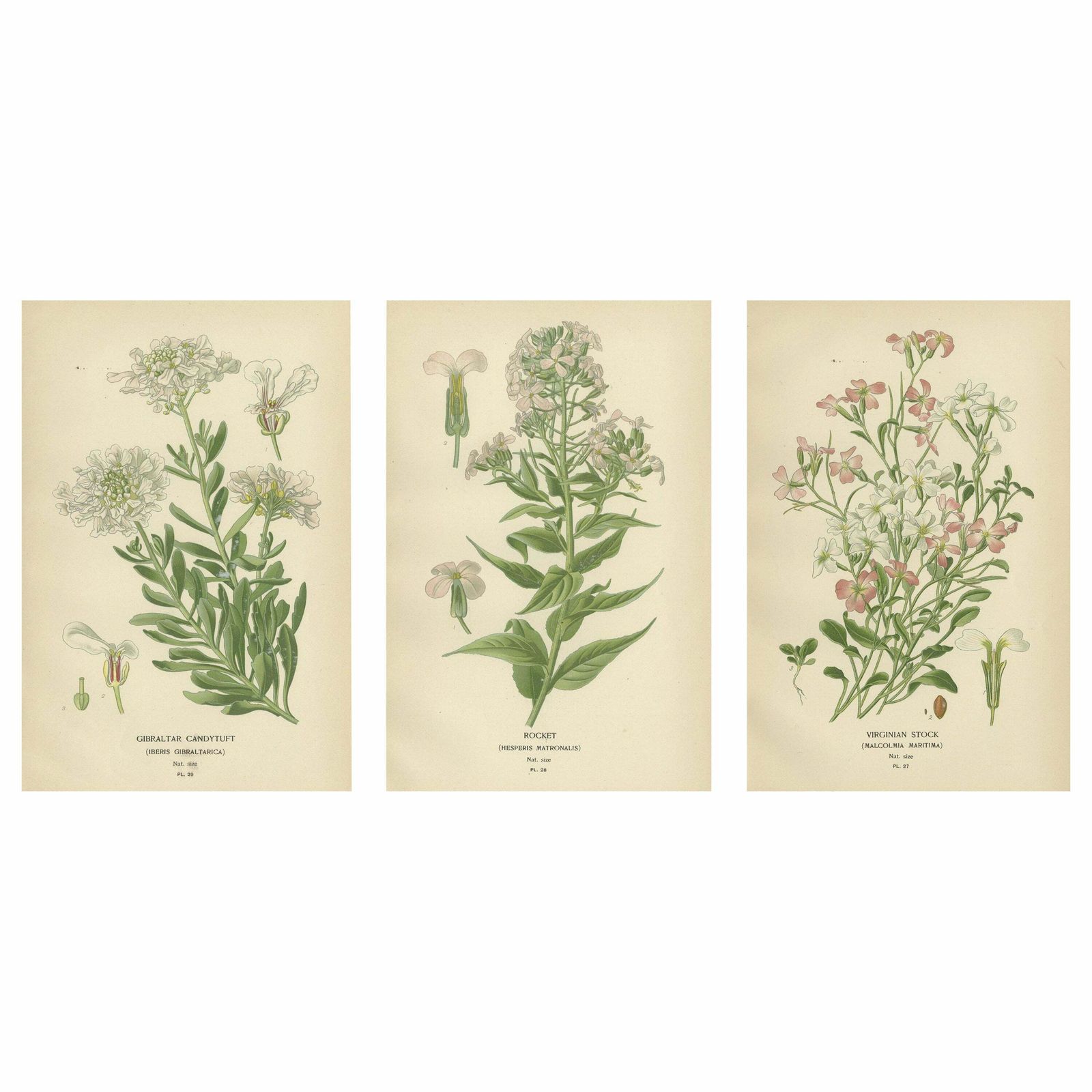 Ephemeral Blossoms: Treasures From 'Favourite Flowers Of Garden And Greenhouse'