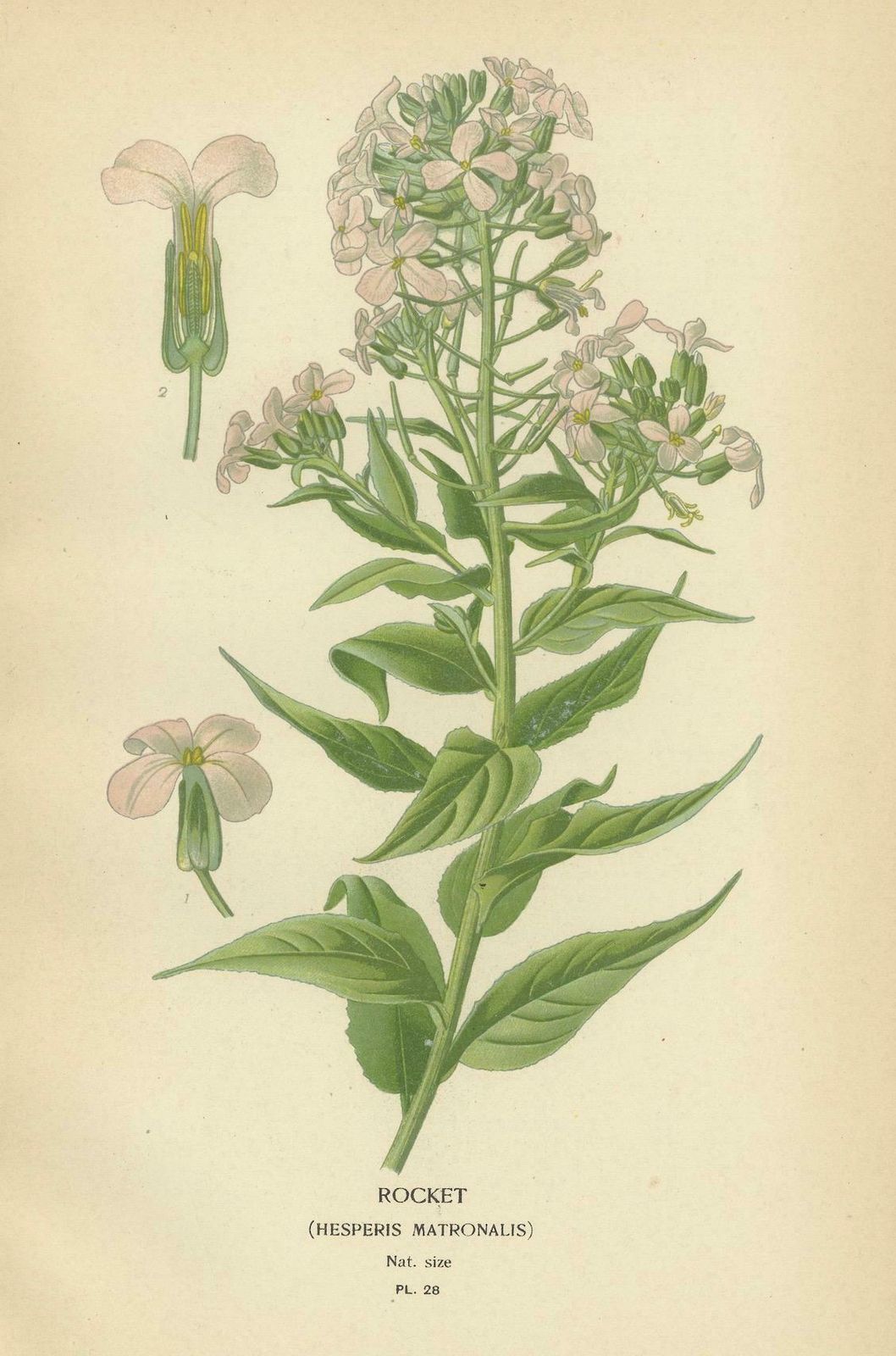 Ephemeral Blossoms: Treasures From 'Favourite Flowers Of Garden And Greenhouse' photo for sale