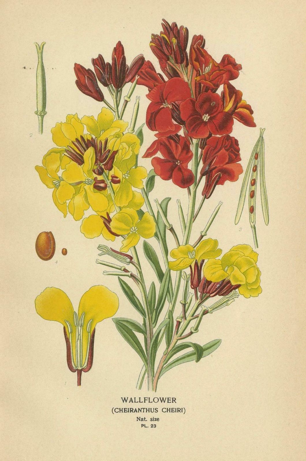 Charming Florals Of The Victorian Era: A Collection Of Antique Prints, 1896 photo furniture
