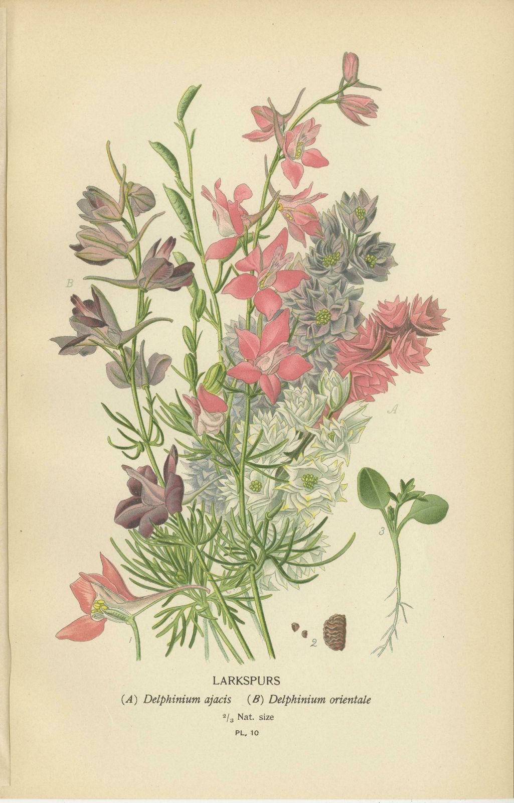 Botanical Elegance: A Triptych Of Garden And Greenhouse Splendors, 1896 photo for sale