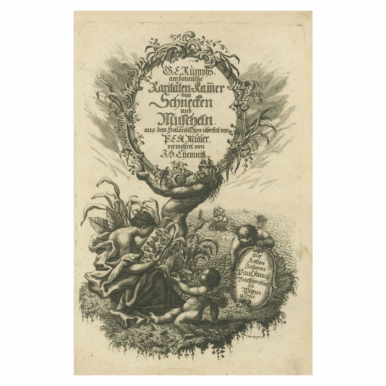 Rare German Frontispiece Of Rumphius Cabinet Of Curiosities, 1765