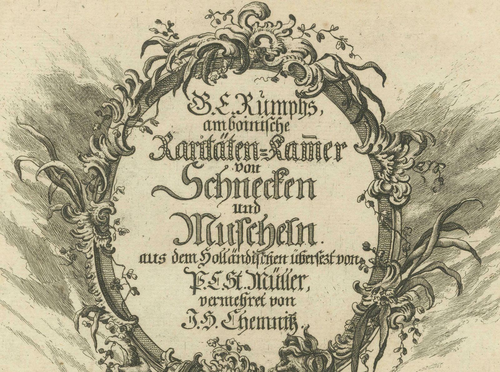 Rare German Frontispiece Of Rumphius Cabinet Of Curiosities, 1765 photo for sale