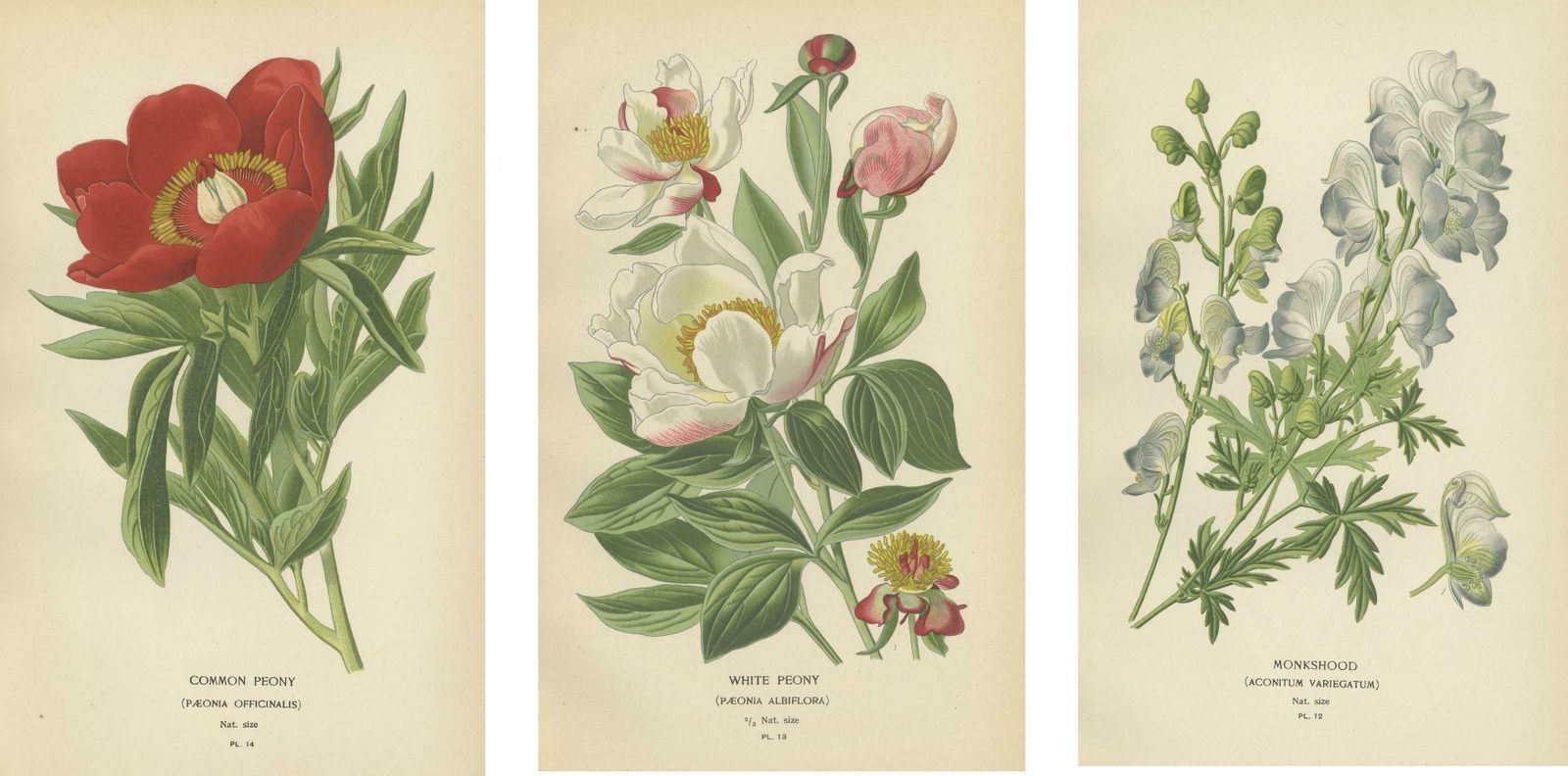 Victorian Botanical Majesty: Original Lithographs Of Peonies And Monkshood, 1896 photo 372.0