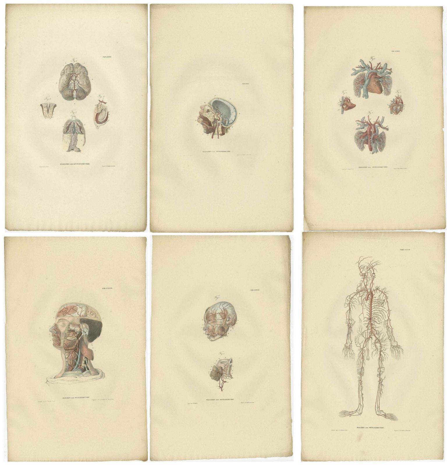Set Of 14 Antique Anatomy Prints Of Angiology '1839' photo Art