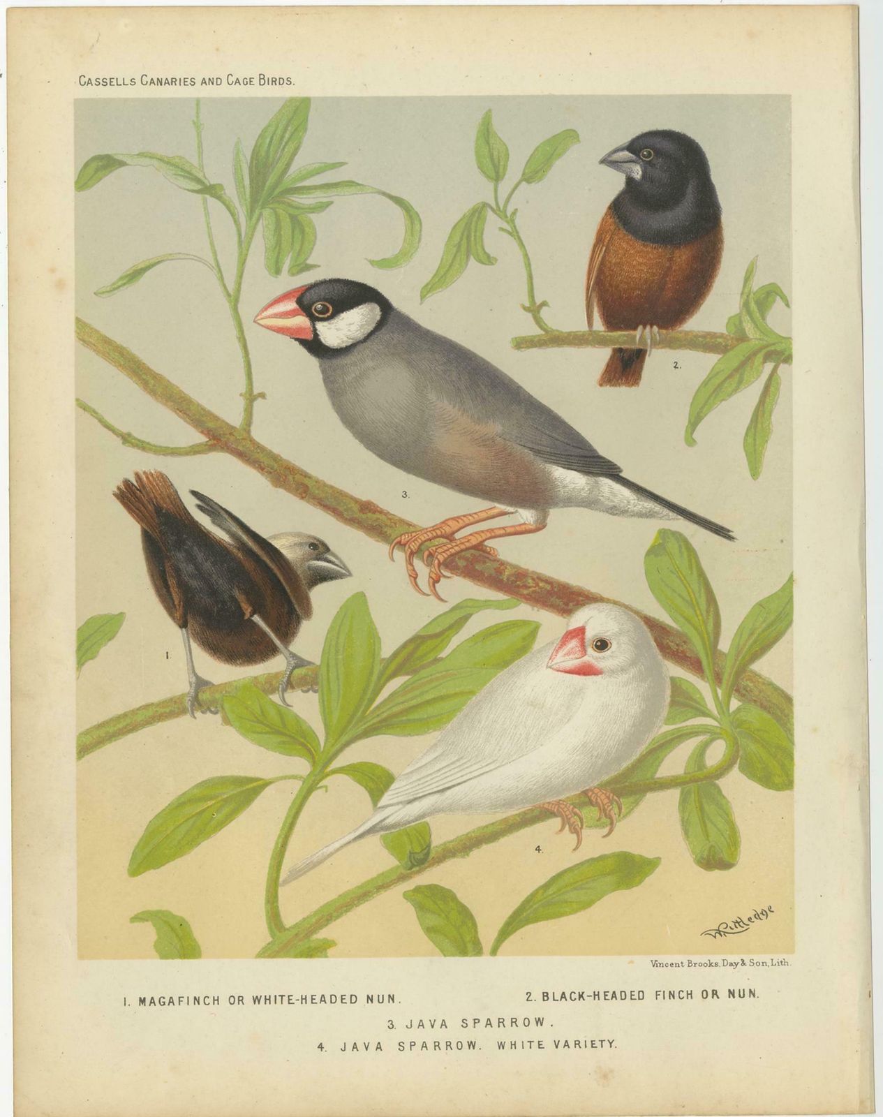 Antique Bird Print Of The White Headed Munia, Chesnut Munia And Java Sparrow photo Art