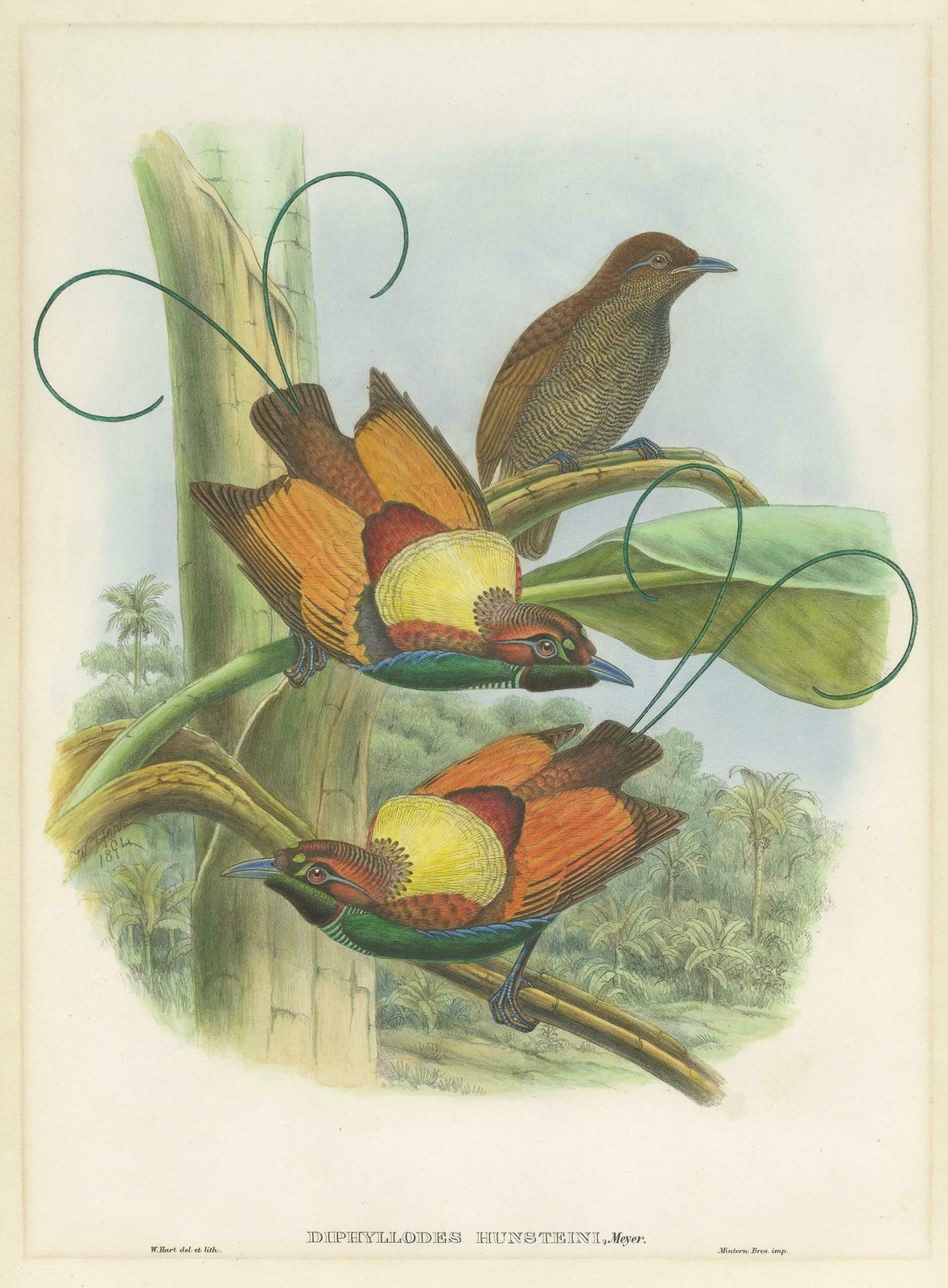 Antique Bird Print Of Hunstein's Bird Of Paradise By Gould, Circa 1850 photo furniture