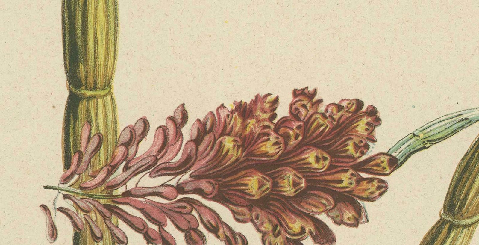 Orchid Splendor: Big Chromolithographic Legacy From The Dutch East Indies, 1854 photo vintage