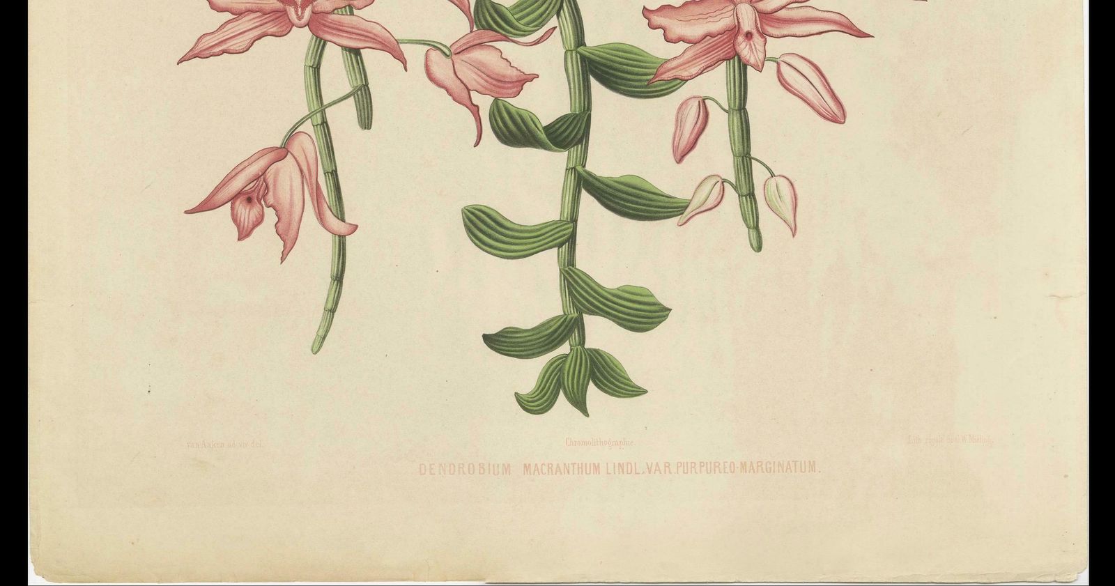 Orchid Elegance: Huge Exquisite Chromolithograph Of The Dutch Colonial Era, 1854