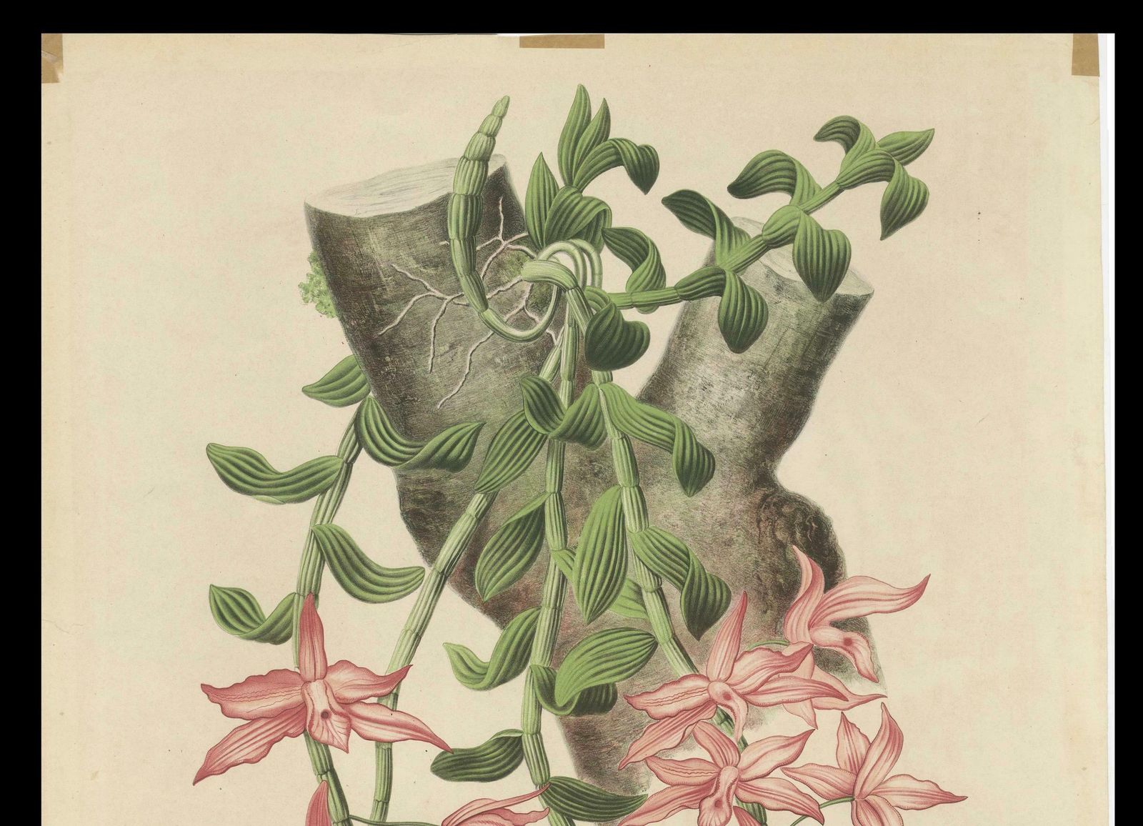 Orchid Elegance: Huge Exquisite Chromolithograph Of The Dutch Colonial Era, 1854 photo furniture