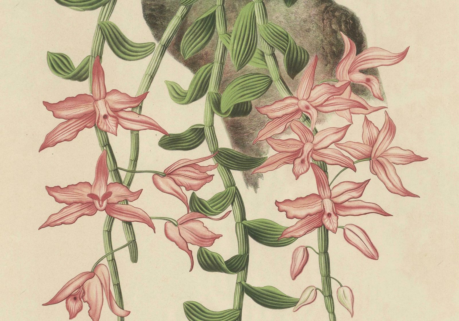 Orchid Elegance: Huge Exquisite Chromolithograph Of The Dutch Colonial Era, 1854 photo for sale