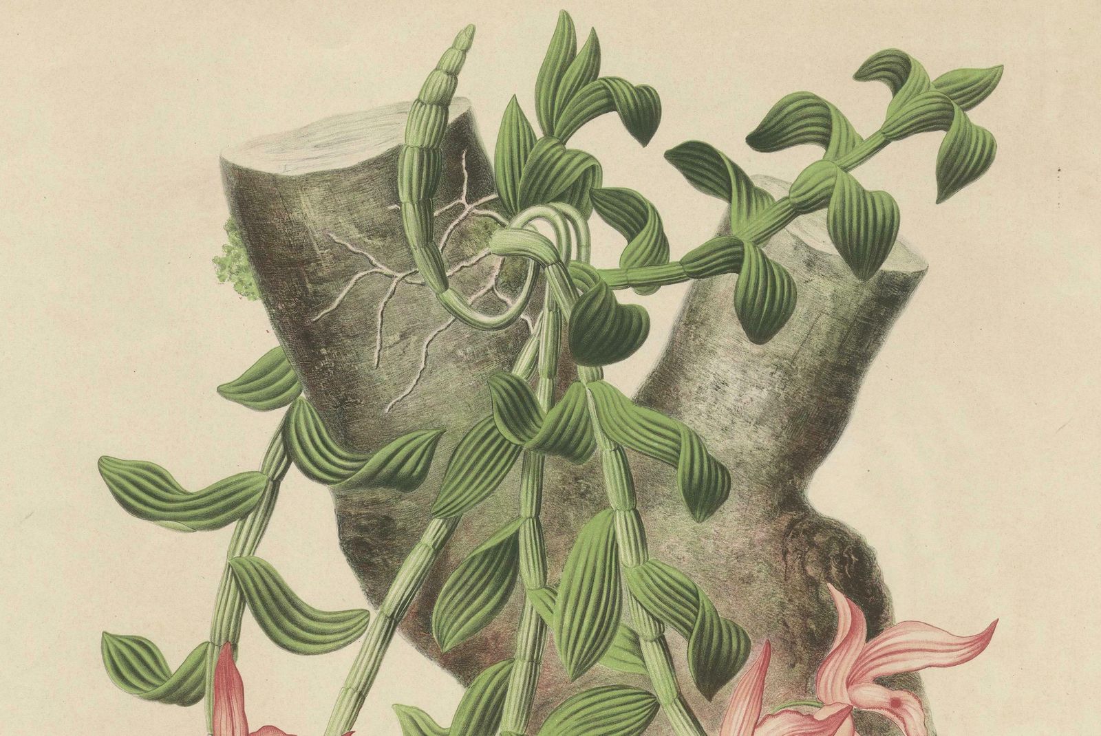 Orchid Elegance: Huge Exquisite Chromolithograph Of The Dutch Colonial Era, 1854 photo Art