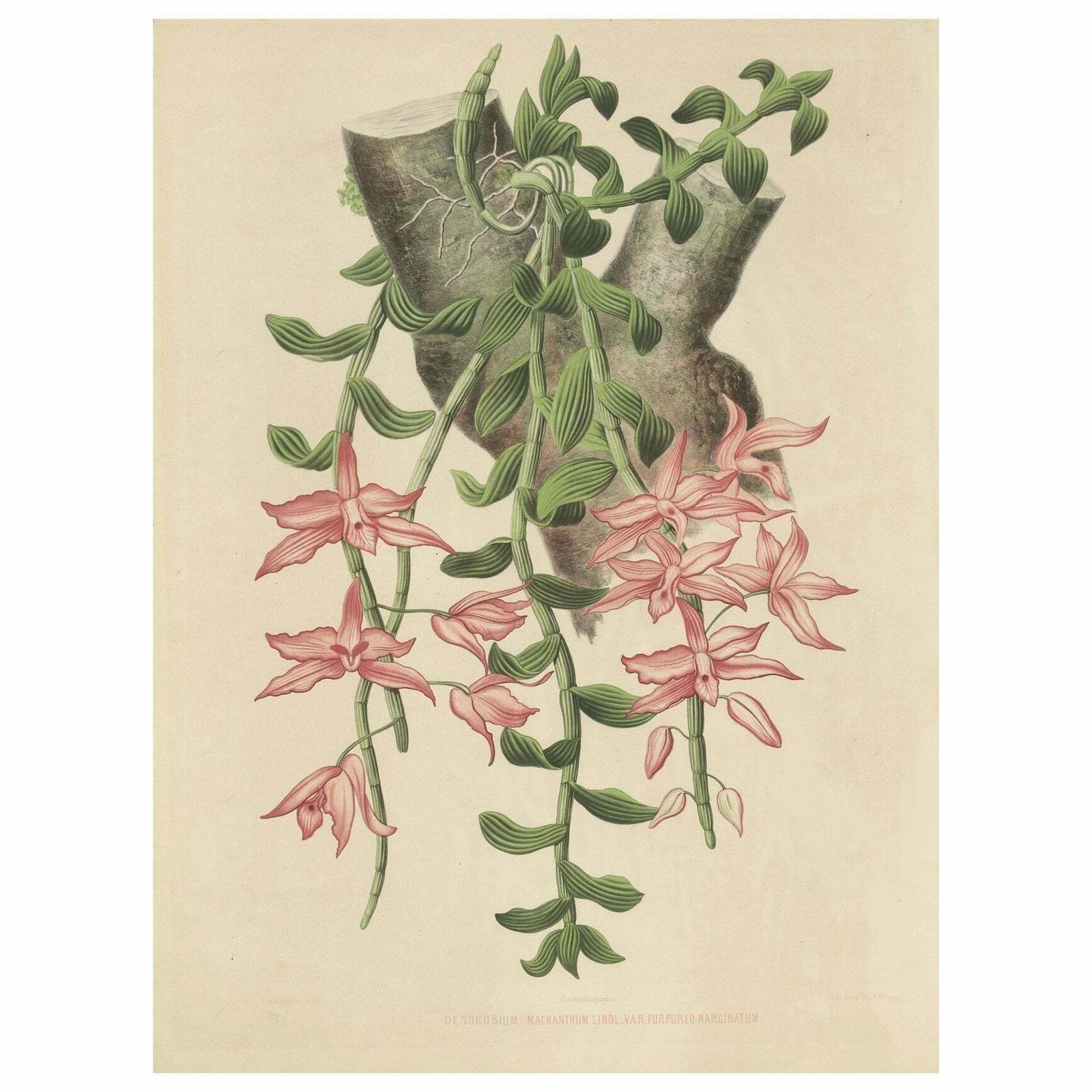 Orchid Elegance: Huge Exquisite Chromolithograph Of The Dutch Colonial Era, 1854 photo vinterior