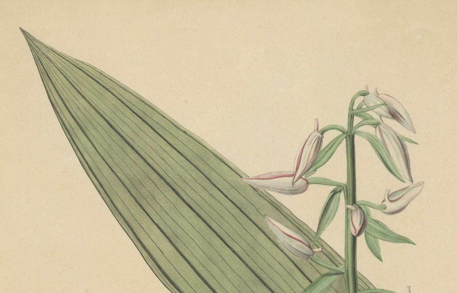 Large Masterpiece Of Botanical Illustration From The Dutch East Indies, 1854 photo Art