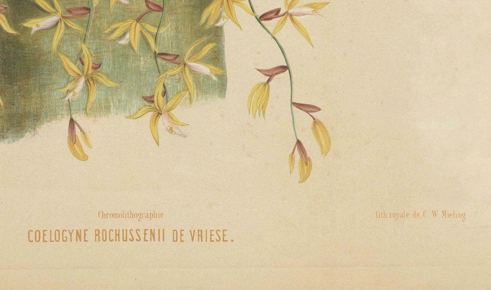 Large Orchid Illustrations Of The Dutch East Indies: A Botanical Heritage, 1854 photo furniture