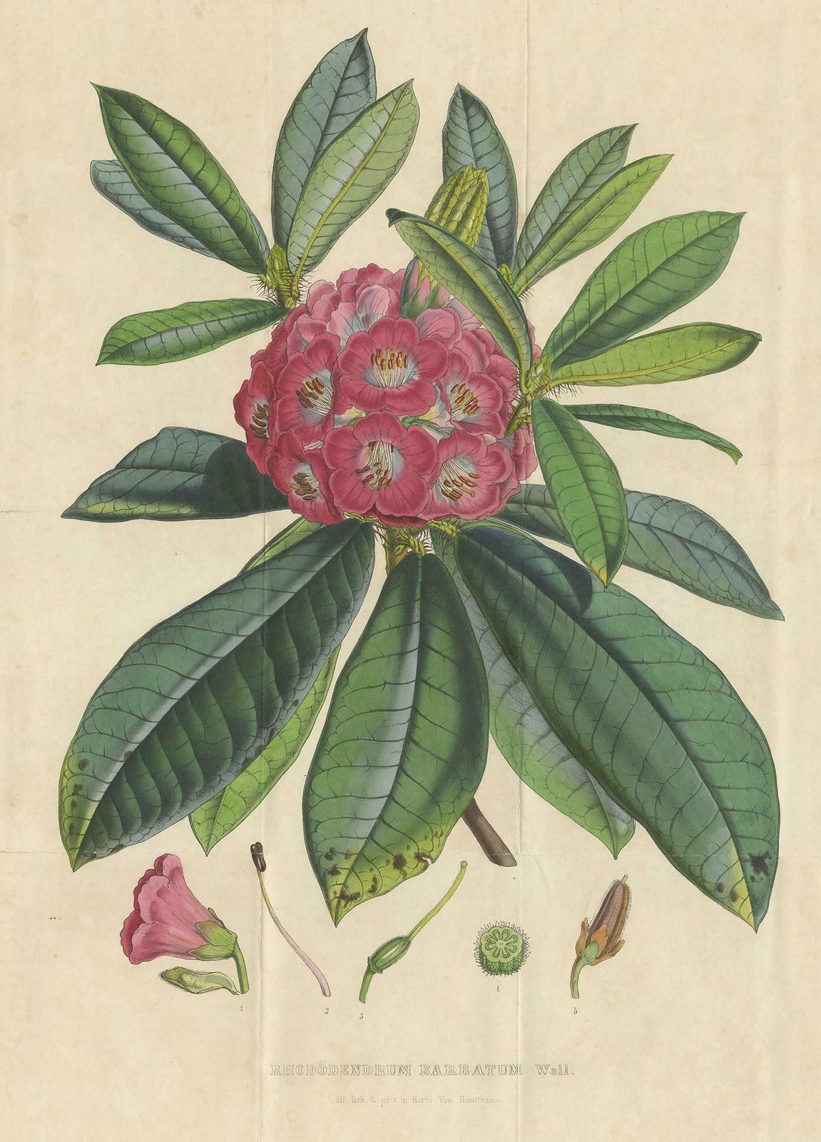 Antique Botany Print Of The Rhododendron Barbatum By Van Houtte, 1849 photo furniture