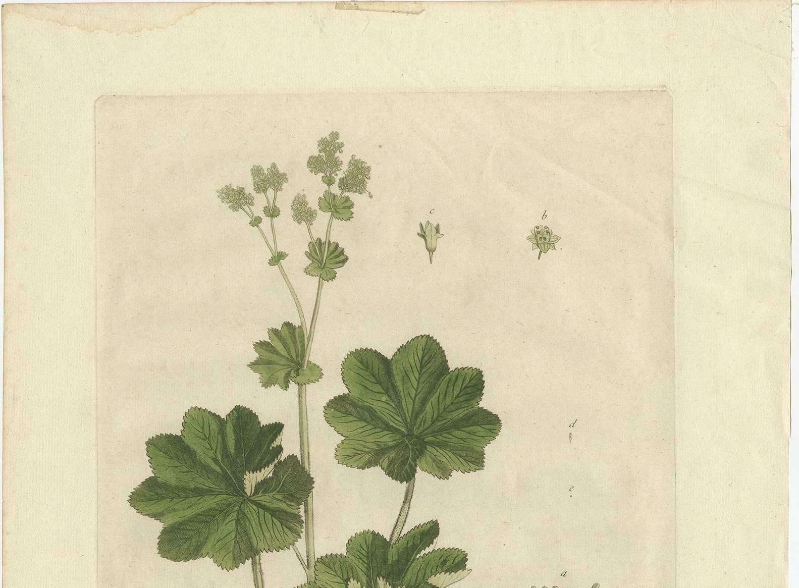 Antique Botany Print Of Alchemilla By Regnault, 1774 photo for sale