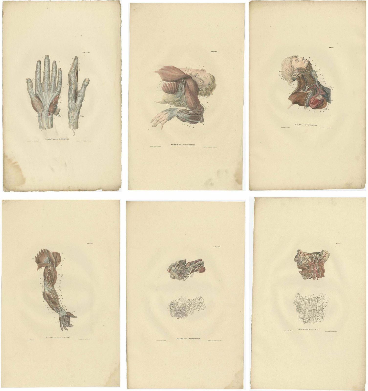 Set Of 23 Antique Anatomy Prints Of The Nervous System '1839' photo for sale