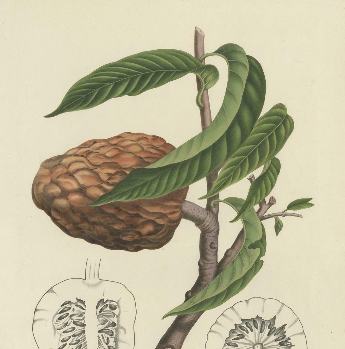 Antique Botany Print Of The Annona Reticulata By Van Nooten, Circa 1875 photo for sale
