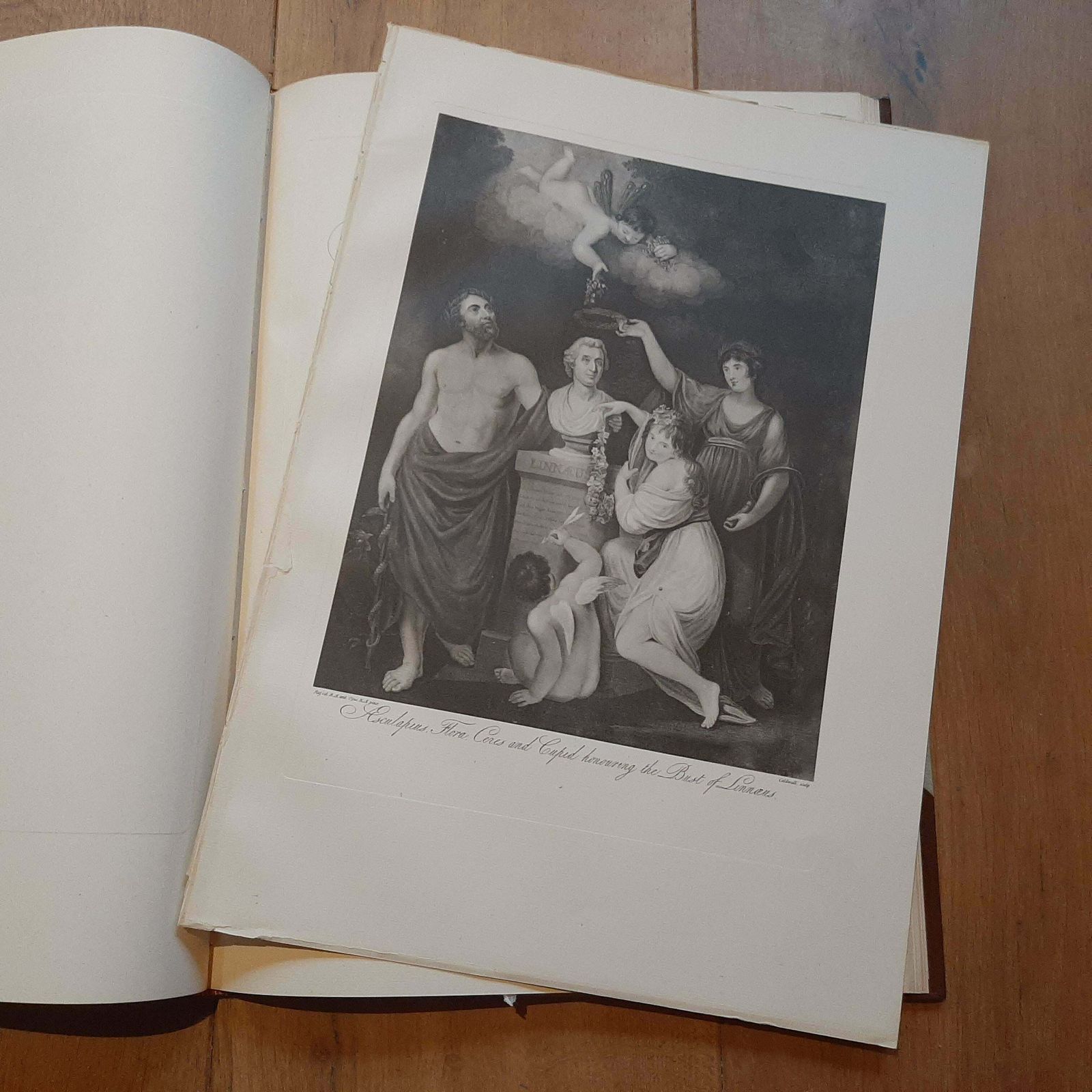 Limited Edition Thornton's Temple Of Flora By DR. Robert John Thornton '1951' photo 544.0