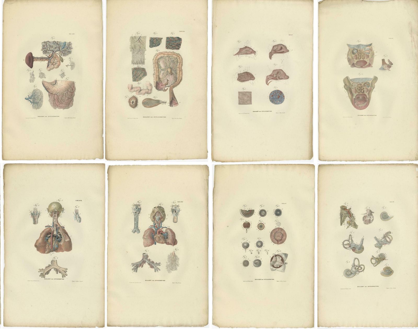 Set Of 27 Antique Anatomy Prints Of Splanchnology, 1839 photo for sale