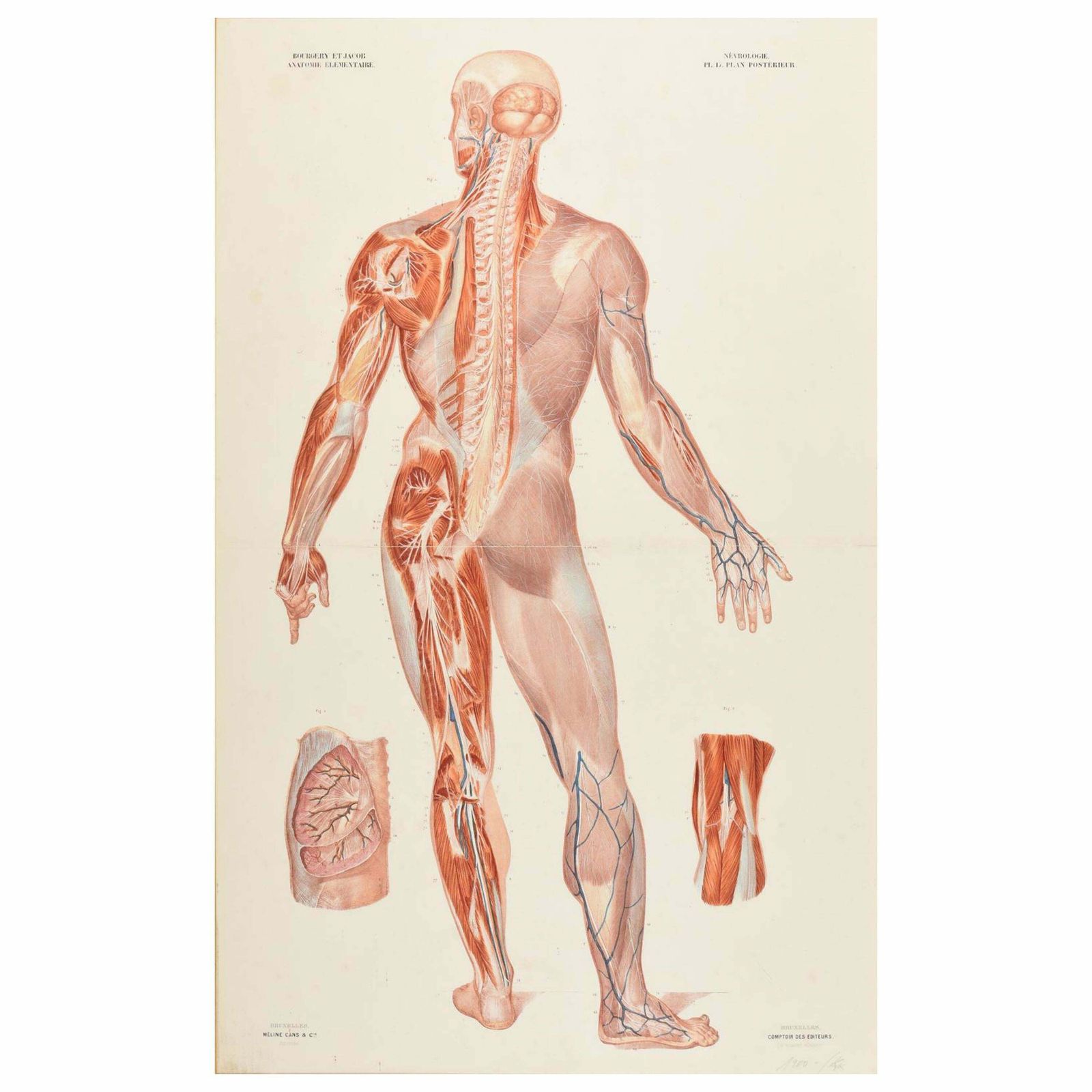 Antique Anatomical Print Of The Nervous System In The Human Body '1843'