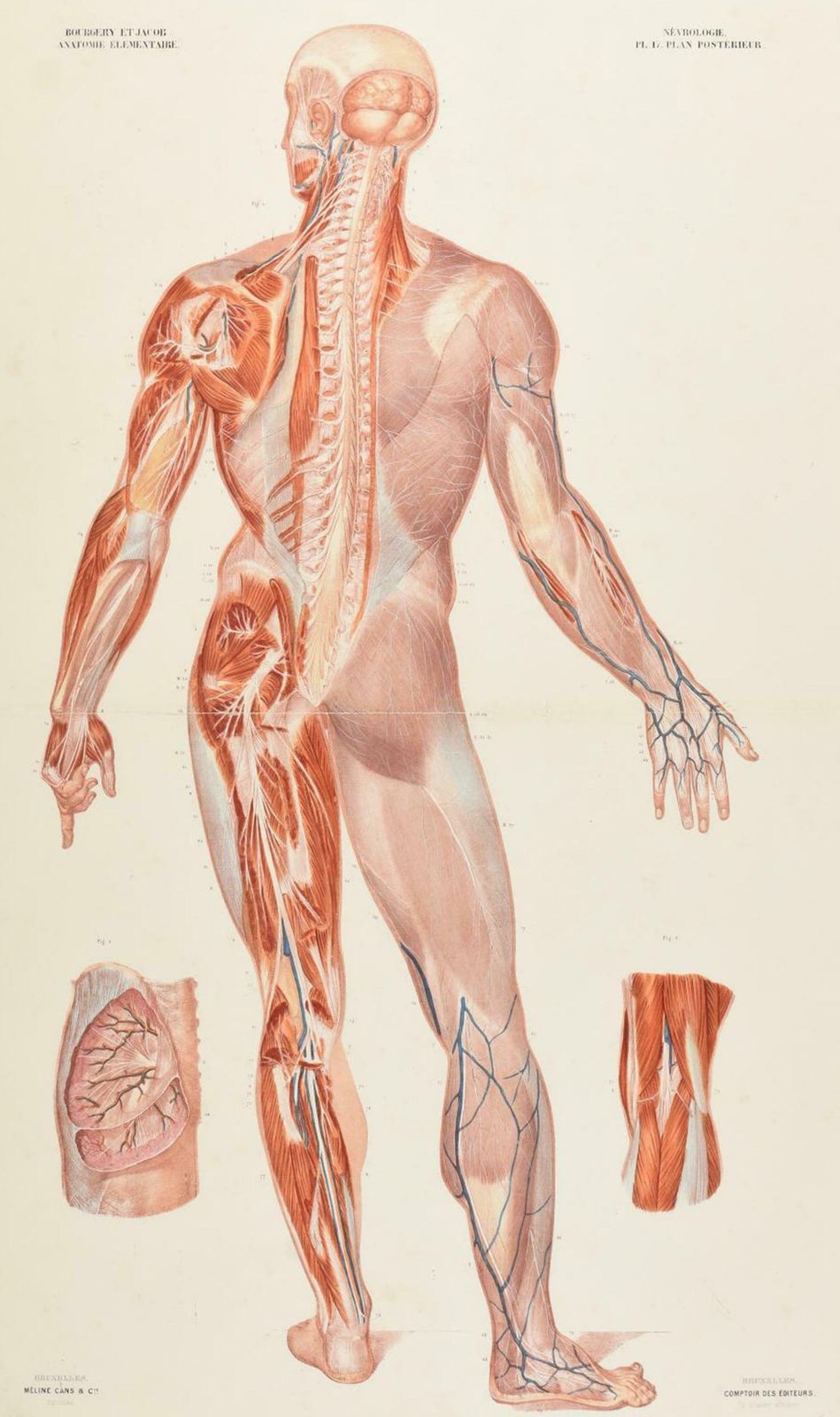 Antique Anatomical Print Of The Nervous System In The Human Body '1843' photo furniture