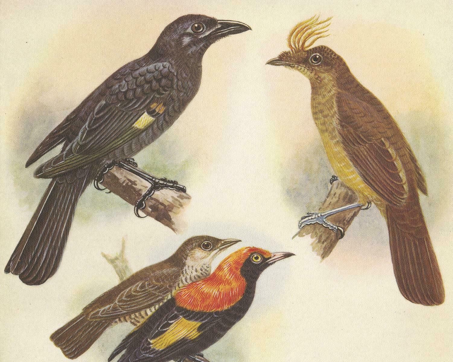 Antique Print Of The Archbold's Bower Bird, Crested Golden Bird And Other, 1950 photo furniture