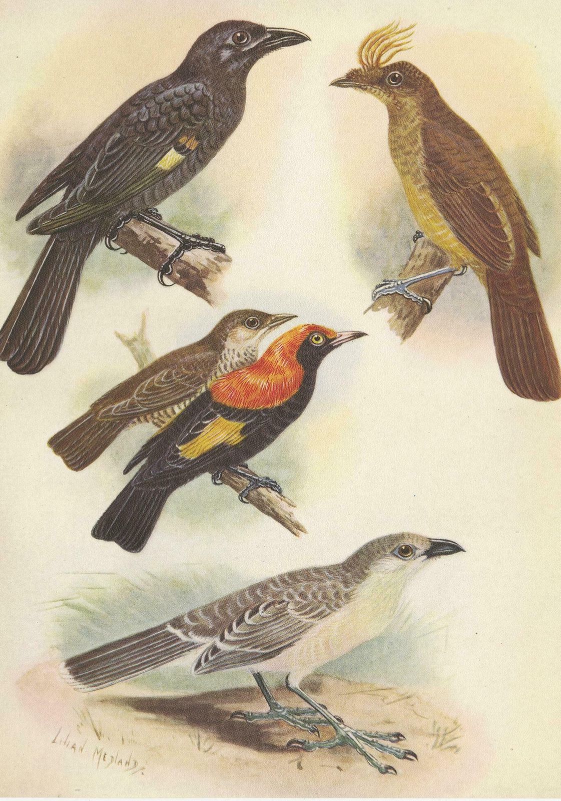 Antique Print Of The Archbold's Bower Bird, Crested Golden Bird And Other, 1950 photo Art