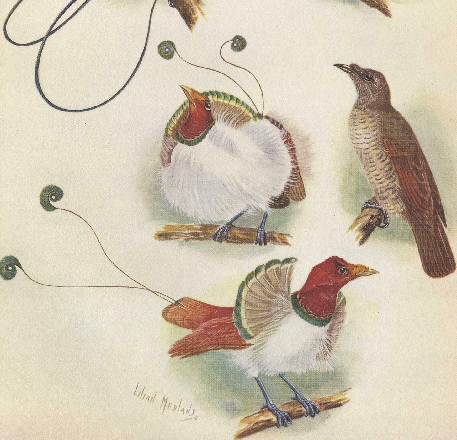 Antique Print Of The Magnificent Bird Of Paradise And The King Bird Of Paradise photo for sale