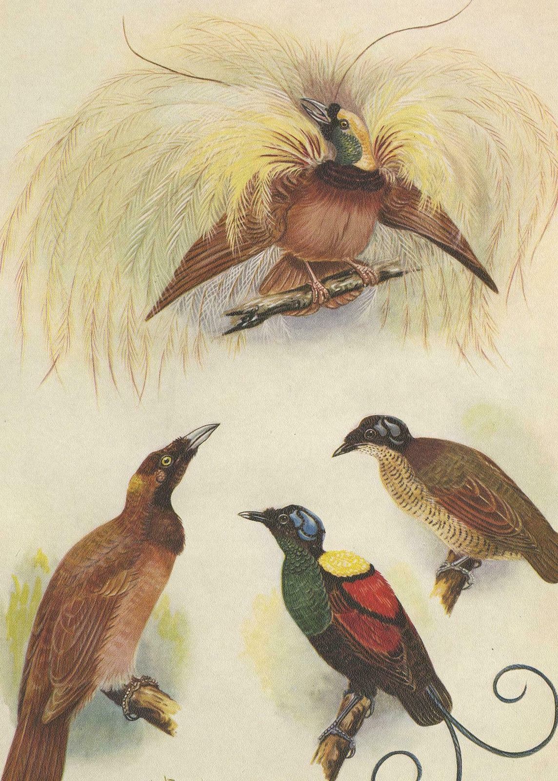 Antique Print Of The Greater Bird Of Paradise & The Bare Headed Little King photo Art