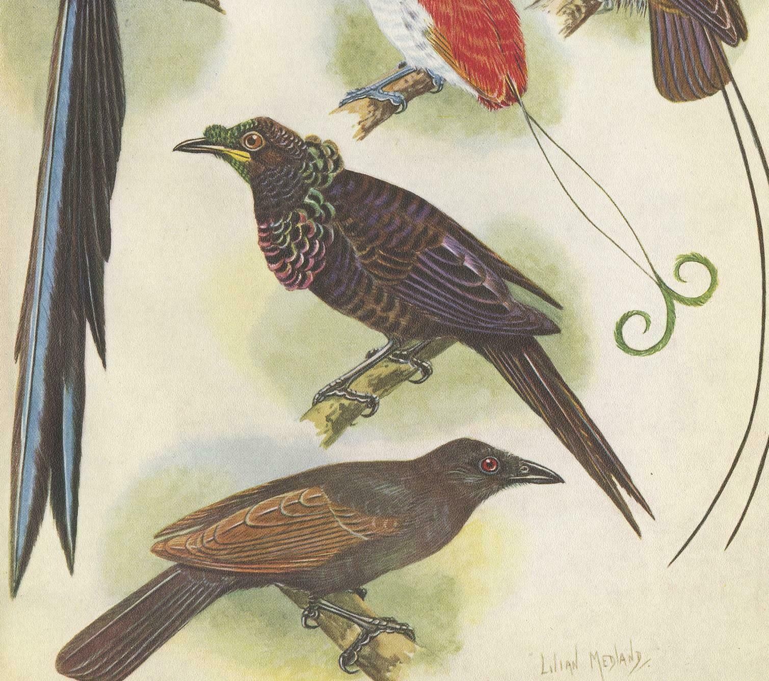 Antique Print Of The False Lobed Longtail And Others, 1950 photo for sale